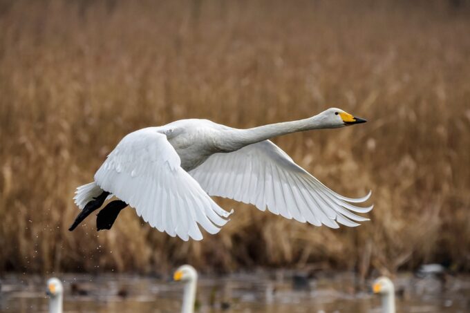 Avian Influenza